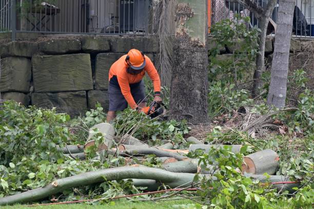 Best Hazardous Tree Removal  in Newport, RI